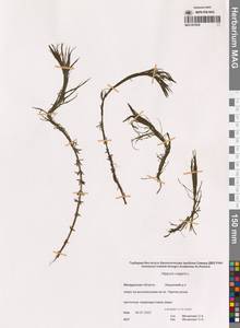 Хвостник обыкновенный, Водяная сосенка L., Сибирь, Чукотка и Камчатка (S7) (Россия)