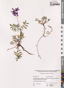 Hedysarum boreale subsp. mackenziei (Richardson) S.L.Welsh, Сибирь, Чукотка и Камчатка (S7) (Россия)