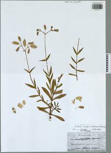 Смолевка обыкновенная, Хлопушка (Moench) Garcke, Восточная Европа, Центральный район (E4) (Россия)