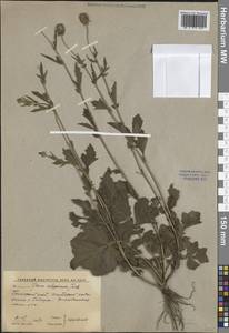 Гравилат аллепский Jacq., Сибирь, Дальний Восток (S6) (Россия)