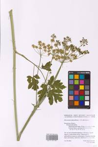 Heracleum sibiricum × sphondylium, Восточная Европа, Центральный район (E4) (Россия)