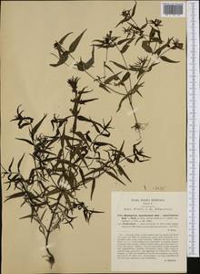 Melampyrum subalpinum (Juratzka) A. Kerner, Западная Европа (EUR) (Италия)