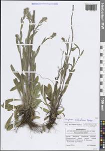 Мелколепестник подольский Besser, Восточная Европа, Средневолжский район (E8) (Россия)