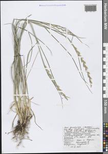 Пырей промежуточный (Host) Barkworth & D.R.Dewey, Восточная Европа, Центральный лесостепной район (E6) (Россия)