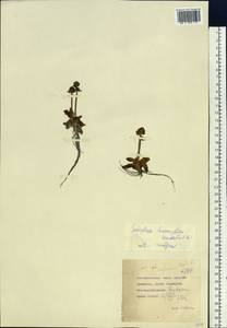 Micranthes hieraciifolia (Waldst. & Kit.) Haw., Сибирь, Чукотка и Камчатка (S7) (Россия)