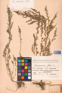 Chenopodium betaceum Andrz., Восточная Европа, Центральный лесостепной район (E6) (Россия)