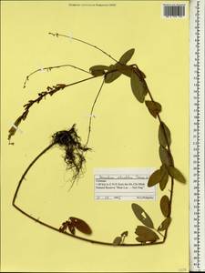 Desmodium heterocarpon subsp. angustifolium (Craib)Ohashi, Зарубежная Азия (ASIA) (Вьетнам)