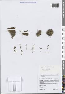 Болотник обыкновенный L., Сибирь, Прибайкалье и Забайкалье (S4) (Россия)