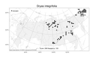 Dryas integrifolia, Дриада цельнолистная Vahl, Атлас флоры России (FLORUS) (Россия)