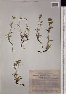 Володушка трехлучевая Adams ex Hoffm., Сибирь, Чукотка и Камчатка (S7) (Россия)