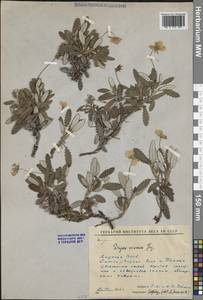 Дриада клейкая (Juz.) Hultén, Сибирь, Якутия (S5) (Россия)