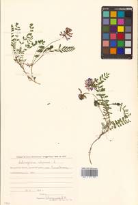 Астрагал альпийский L., Сибирь, Чукотка и Камчатка (S7) (Россия)