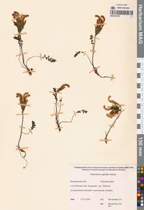 Мытник головчатый Adams, Сибирь, Чукотка и Камчатка (S7) (Россия)