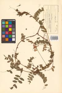 Горошек приятный Fisch. ex Ser., Сибирь, Дальний Восток (S6) (Россия)