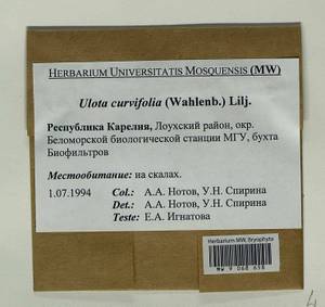 Ulota curvifolia (Wahlenb.) Sw., Гербарий мохообразных, Мхи - Карелия, Ленинградская и Мурманская области (B4) (Россия)