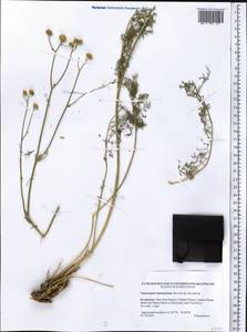 Танацетопсис неокаймленный (S. Kovalevsk.) S. Kovalevsk., Средняя Азия и Казахстан, Западный Тянь-Шань и Каратау (M3) (Киргизия)