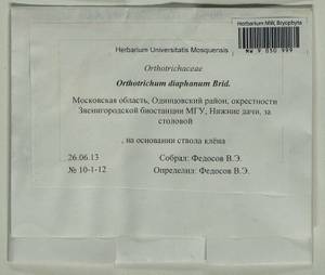 Orthotrichum diaphanum Schrad. ex Brid., Гербарий мохообразных, Мхи - Москва и Московская область (B6a) (Россия)