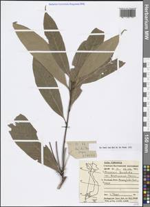 Lithocarpus fenestratus (Roxb.) Rehder, Зарубежная Азия (ASIA) (Вьетнам)