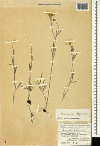 Лютик иллирийский L., Кавказ, Армения (K5) (Армения)