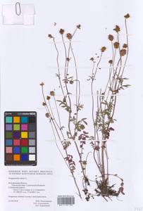 Poterium sanguisorba subsp. sanguisorba, Восточная Европа, Центральный лесостепной район (E6) (Россия)