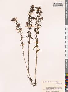 Зубчатка обыкновенная Moench, Сибирь, Дальний Восток (S6) (Россия)