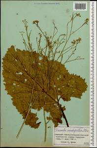 Катран сердцелистный Steven, Кавказ, Ставропольский край, Карачаево-Черкесия, Кабардино-Балкария (K1b) (Россия)