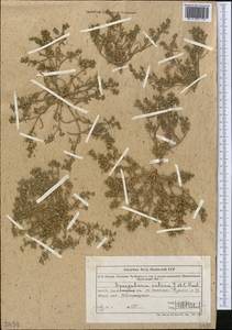 Торичник приморский, Торичник морской (L.) Besser, Средняя Азия и Казахстан, Муюнкумы, Прибалхашье и Бетпак-Дала (M9) (Казахстан)