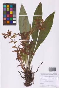 Медуница узколистная L., Восточная Европа, Московская область и Москва (E4a) (Россия)