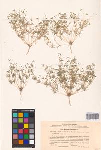 Hypertelis cerviana (L.) Thulin, Восточная Европа, Северо-Украинский район (E11) (Украина)