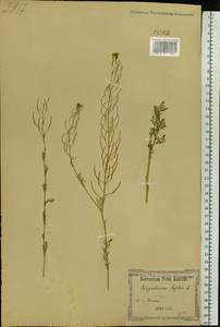 Дескурения Софии (L.) Webb ex Prantl, Восточная Европа, Южно-Украинский район (E12) (Украина)