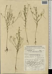 Донтостемон мелкоцветковый C. A. Mey., Монголия (MONG) (Монголия)