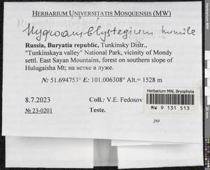 Hygroamblystegium humile (P. Beauv.) Vanderp., Hedenäs & Goffinet, Гербарий мохообразных, Мхи - Прибайкалье и Забайкалье (B18) (Россия)