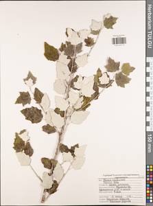 Тополь белый, Тополь серебристый L., Восточная Европа, Центральный район (E4) (Россия)