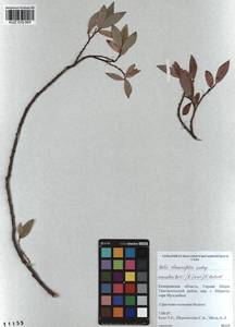 Ива жестеролистная Pall., Сибирь, Алтай и Саяны (S2) (Россия)