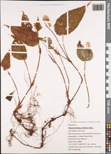 Begonia hatacoa Buch.-Ham., Зарубежная Азия (ASIA) (Вьетнам)