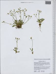Micranthes stellaris subsp. stellaris, Восточная Европа, Северный район (E1) (Россия)
