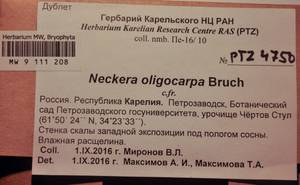 MW 9 111 208, Neckera oligocarpa Bruch, Гербарий мохообразных, Мхи - Карелия, Ленинградская и Мурманская области (B4) (Россия)