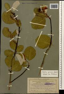 Aria graeca (Lodd. ex Spach) M. Roem., Кавказ, Армения (K5) (Армения)