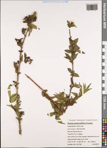 Deutzia glomeruliflora Franch., Зарубежная Азия (ASIA) (Вьетнам)