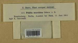 Pohlia marchica Osterwald, Гербарий мохообразных, Мхи - Западная Европа (BEu) (Германия)