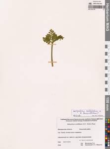 Sceptridium multifidum (S.G.Gmel.) M.Nishida ex Tagawa, Сибирь, Чукотка и Камчатка (S7) (Россия)