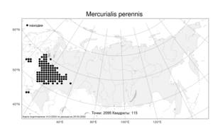Mercurialis perennis, Пролесник многолетний L., Атлас флоры России (FLORUS) (Россия)