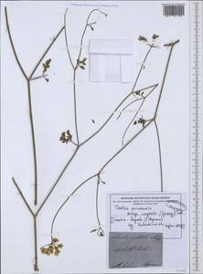Torilis arvensis subsp. neglecta (Spreng.) Thell., Западная Европа (EUR) (Хорватия)