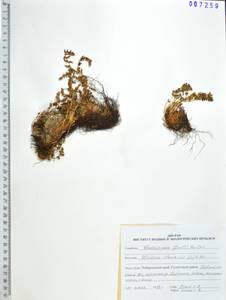 Вудсия эльбская (L.) R.Br., Сибирь, Дальний Восток (S6) (Россия)