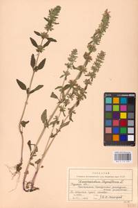 MHA 0 155 948, Змееголовник тимьяноцветковый L., Восточная Европа, Центральный лесостепной район (E6) (Россия)