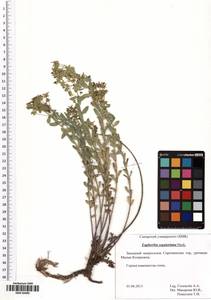 Молочай Сегье Neck., Восточная Европа, Средневолжский район (E8) (Россия)