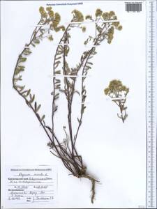 Odontarrhena muralis (Waldst. & Kit.) Endl., Кавказ, Черноморское побережье (от Новороссийска до Адлера) (K3) (Россия)