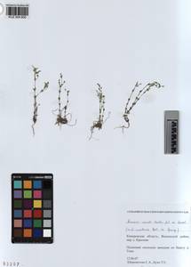 KUZ 004 600, Arenaria leptoclados subsp. leptoclados, Сибирь, Алтай и Саяны (S2) (Россия)