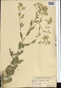 Клоповник широколистный L., Средняя Азия и Казахстан, Памир и Памиро-Алай (M2) (Таджикистан)