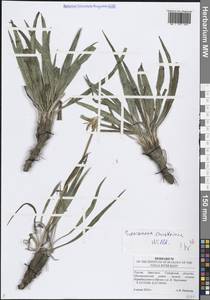 Takhtajaniantha austriaca (Willd.) Zaika, Sukhor. & N.Kilian, Восточная Европа, Средневолжский район (E8) (Россия)